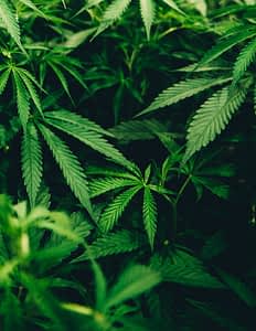 Cannabis satvia plant